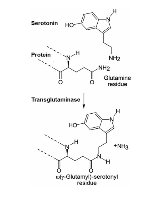 Histone serotonylation in idiopathic autism after SSRI exposure